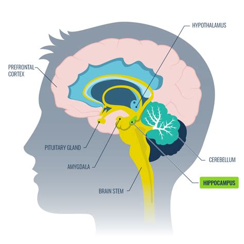 how to increase your hippocampus